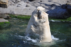 hannover_zoo_2015_297_20150715_1602558239