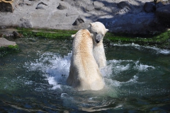 hannover_zoo_2015_299_20150715_1383276925