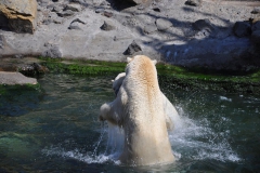 hannover_zoo_2015_300_20150715_1091293023