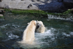 hannover_zoo_2015_301_20150715_1919027161