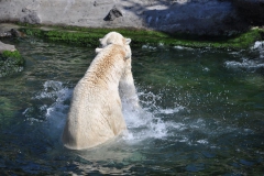 hannover_zoo_2015_302_20150715_1765737529