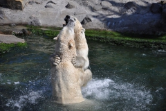 hannover_zoo_2015_303_20150715_1461424830