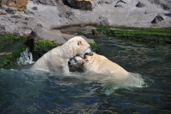 hannover_zoo_2015_304_20150715_1681914810