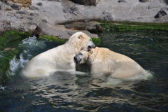 hannover_zoo_2015_305_20150715_1190142642