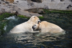 hannover_zoo_2015_306_20150715_1816645342