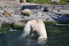 hannover_zoo_2015_307_20150715_1719131814