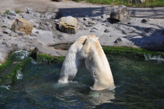 hannover_zoo_2015_308_20150715_2091567778