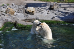 hannover_zoo_2015_309_20150715_1518404358