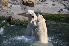 hannover_zoo_2015_310_20150715_1465451362