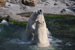 hannover_zoo_2015_311_20150715_1266205069