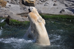 hannover_zoo_2015_312_20150715_1859626421