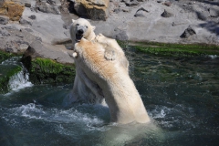 hannover_zoo_2015_313_20150715_1852218909