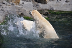 hannover_zoo_2015_314_20150715_2062261230