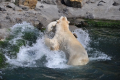 hannover_zoo_2015_315_20150715_1347085940