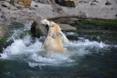 hannover_zoo_2015_316_20150715_2045522104