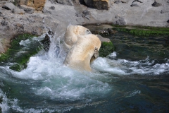 hannover_zoo_2015_317_20150715_1675922901