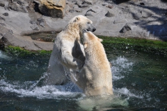 hannover_zoo_2015_318_20150715_1389534304