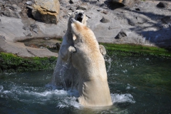 hannover_zoo_2015_319_20150715_1167053519