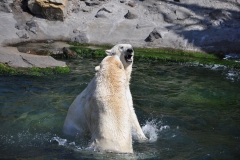 hannover_zoo_2015_320_20150715_1789642127