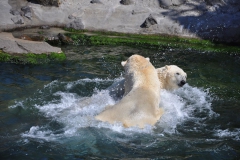 hannover_zoo_2015_321_20150715_1578083155