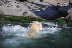 hannover_zoo_2015_323_20150715_1755007913