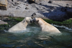 hannover_zoo_2015_325_20150715_1136833058