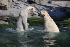 hannover_zoo_2015_326_20150715_1837081252