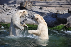 hannover_zoo_2015_327_20150715_1156701207