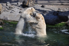 hannover_zoo_2015_328_20150715_1951723559