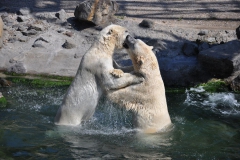 hannover_zoo_2015_330_20150715_1548489251