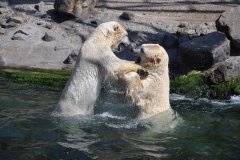 hannover_zoo_2015_331_20150715_1777169527