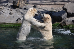 hannover_zoo_2015_332_20150715_2085162469