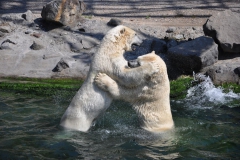 hannover_zoo_2015_333_20150715_1513752040