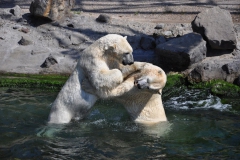 hannover_zoo_2015_334_20150715_1340445014