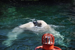 hannover_zoo_2015_335_20150715_1505119497