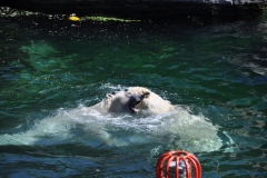 hannover_zoo_2015_336_20150715_1150781434