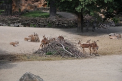 hannover_zoo_2015_51_20150715_1005957533