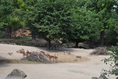 hannover_zoo_2015_52_20150715_1108863558