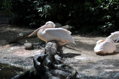 hannover_zoo_2015_61_20150715_1475881049