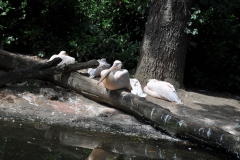 hannover_zoo_2015_63_20150715_1758598139