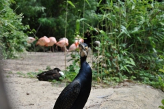 hannover_zoo_2015_64_20150715_1415141473