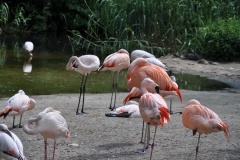 hannover_zoo_2015_67_20150715_1153919815