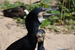 hannover_zoo_2015_69_20150715_1124201307