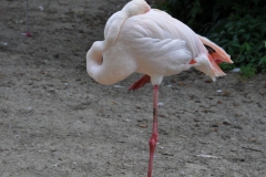 hannover_zoo_2015_73_20150715_1839119362