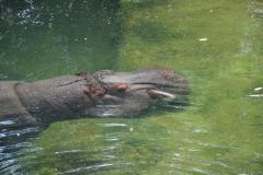 hannover_zoo_2015_75_20150715_1486248254