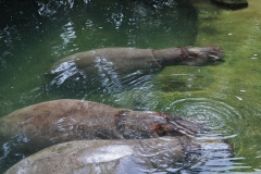 hannover_zoo_2015_76_20150715_1819510882