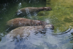 hannover_zoo_2015_77_20150715_1151403365