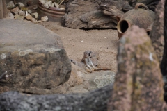 hannover_zoo_2015_81_20150715_1369772606