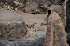 hannover_zoo_2015_82_20150715_1866921636