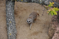 hannover_zoo_2015_83_20150715_1580523110